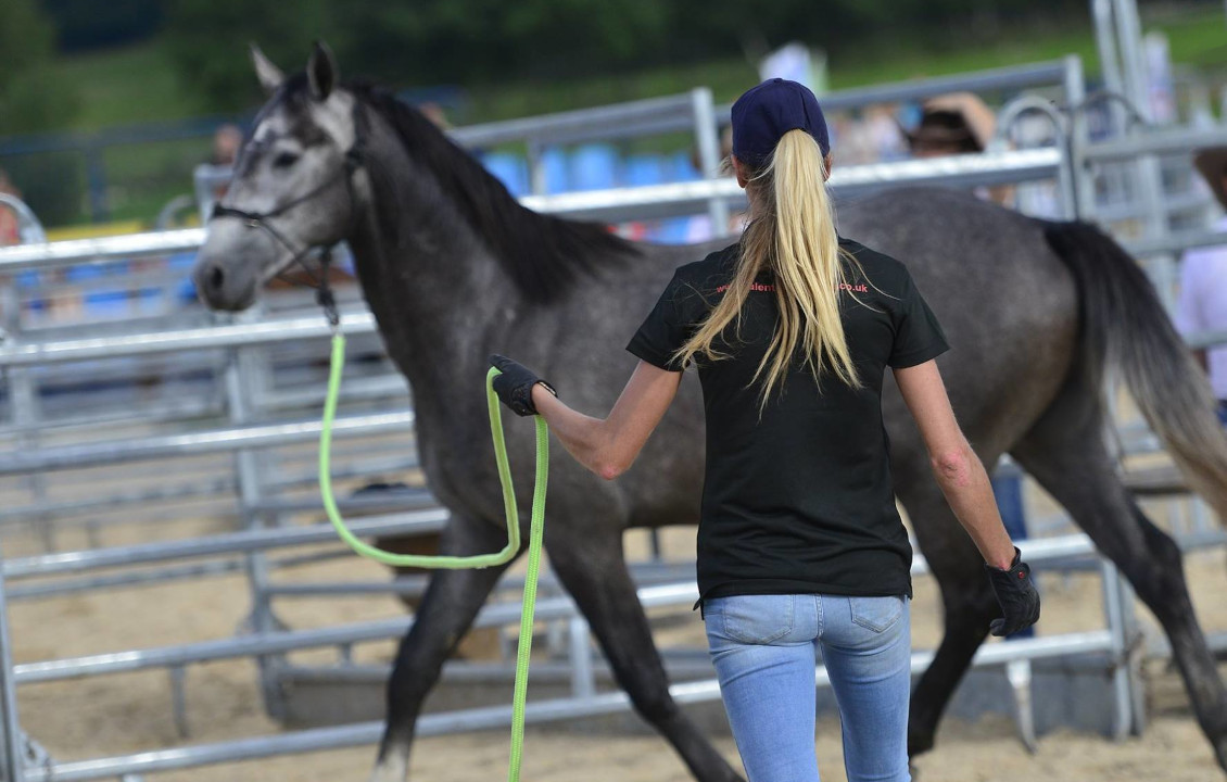 Talent Of The Horse - Groundwork Courses